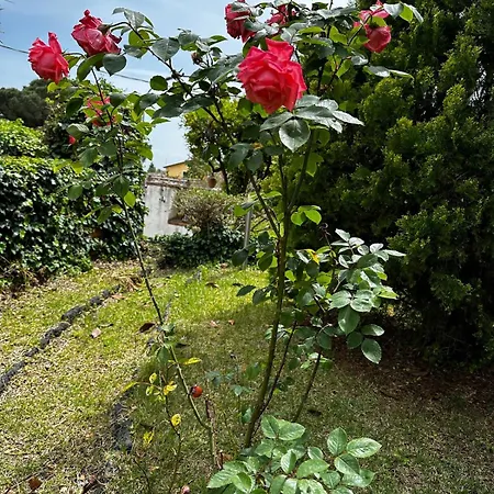 Viscalori A Garden With Pool And View Near Etna *